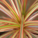 how to care for a dracaena with white stripes