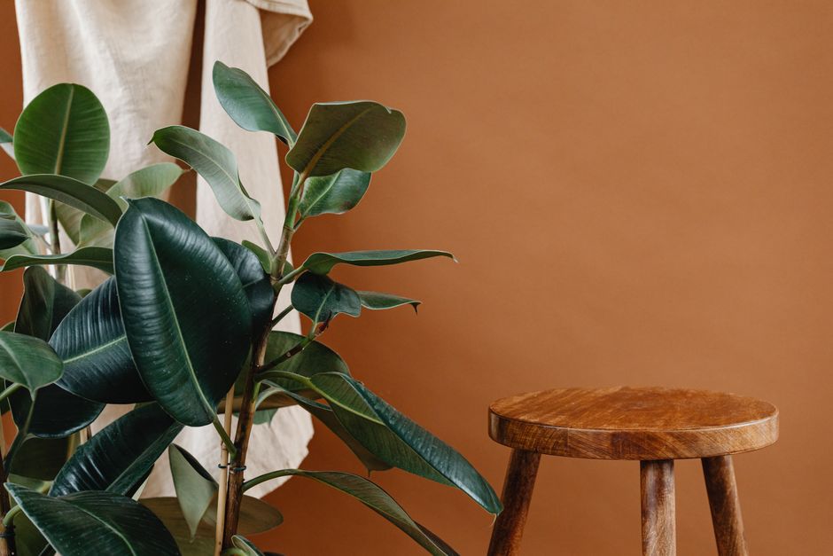 how to care for a ficus benjamina weeping fig