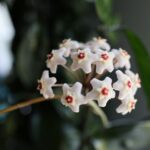 how to care for a hoya dennisii frida