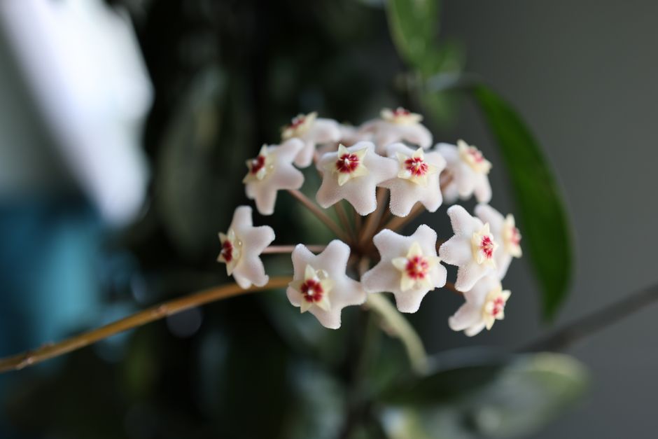 how to care for a hoya dennisii frida