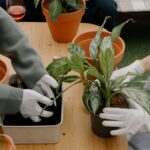how to care for a philodendron white wizard