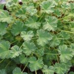 how to care for zonal geraniums year round