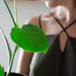 how to diagnose and fix common philodendron problems