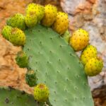 how to eat prickly pear