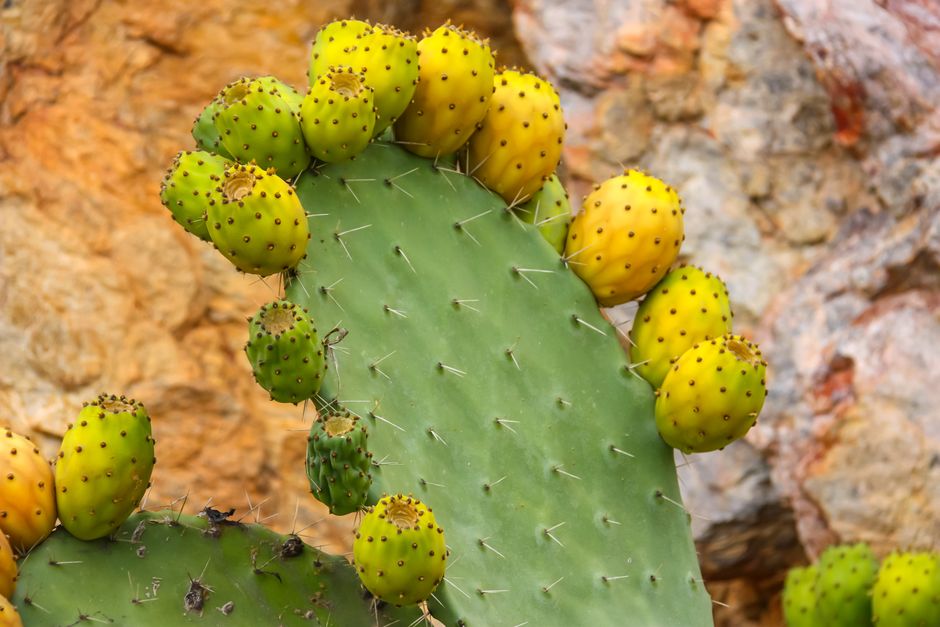 how to eat prickly pear