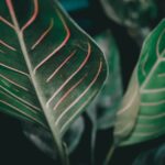 how to fix a leggy aglaonema and make it bushy