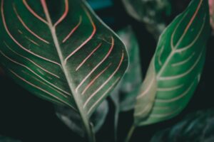 How To Fix A Leggy Aglaonema And Make It Bushy? 4 how to fix a leggy aglaonema and make it bushy