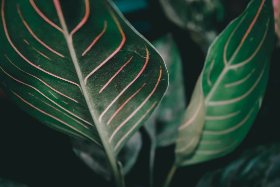 how to fix a leggy aglaonema and make it bushy