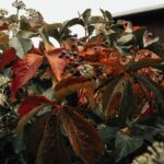 how to get rid of a virginia creeper rash