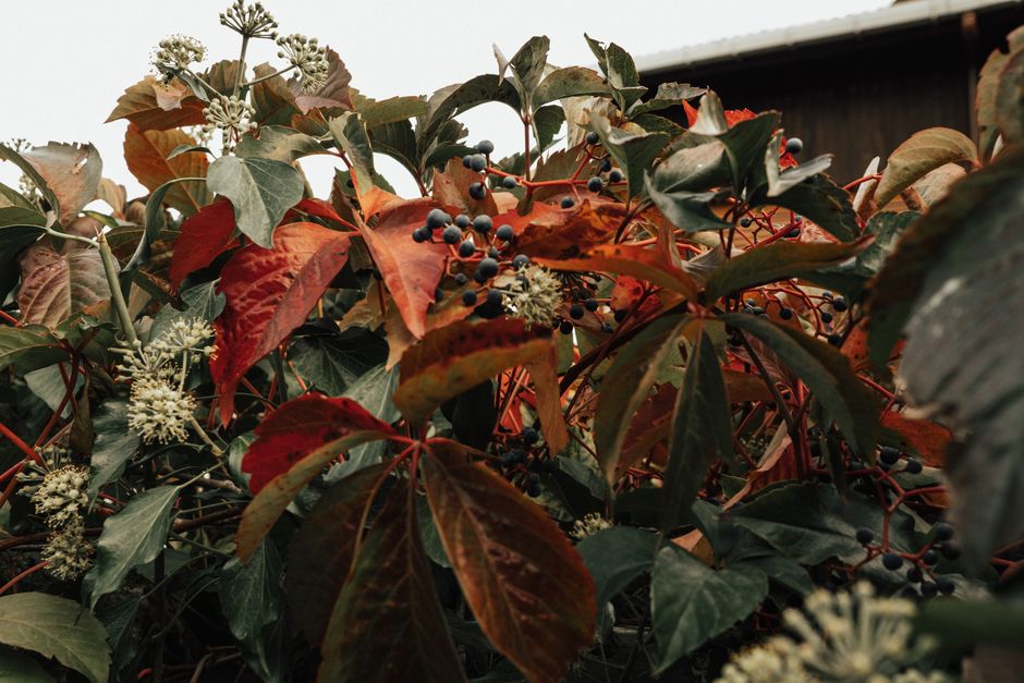 how to get rid of a virginia creeper rash