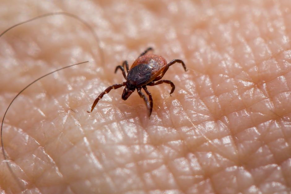 how to get rid of chiggers bites yard prevention