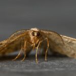 how to get rid of clothes moths