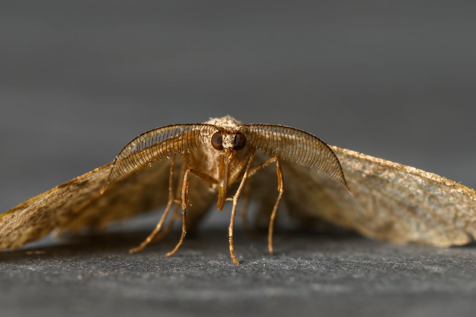 how to get rid of clothes moths