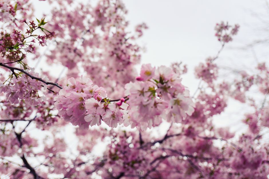 how to get rid of spring allergies what works