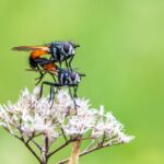 how to get rid of tiny flies in house
