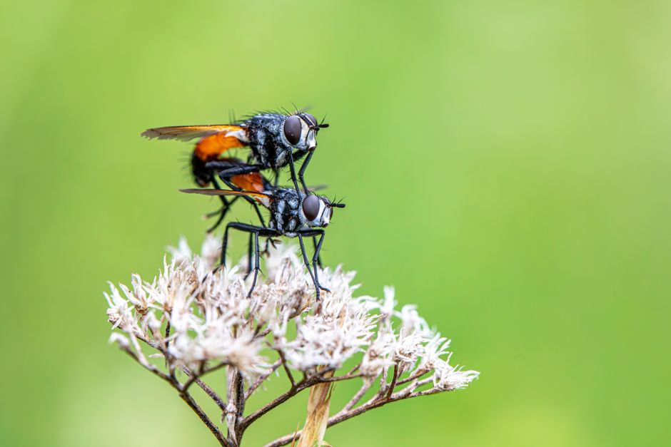 how to get rid of tiny flies in house
