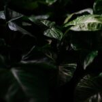 how to grow a trailing syngonium albo