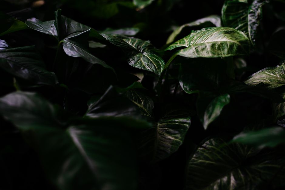 how to grow a trailing syngonium albo