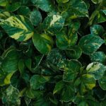 how to grow and care for a variegated mound lily