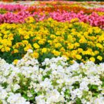 how to grow and care for begonia thurstonii