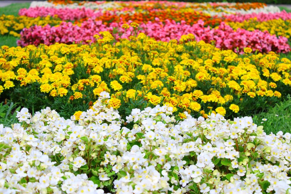 how to grow and care for begonia thurstonii