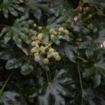 how to grow and care for fatsia japonica in pots