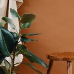 how to grow and care for ficus flash