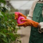 how to grow and care for medinilla gregori hambali