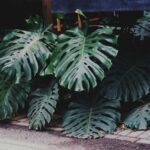 how to grow big leaves on your monstera