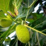 how to grow jackfruit from seed sow to harvest