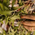 how to grow myrrh and harvest its resin