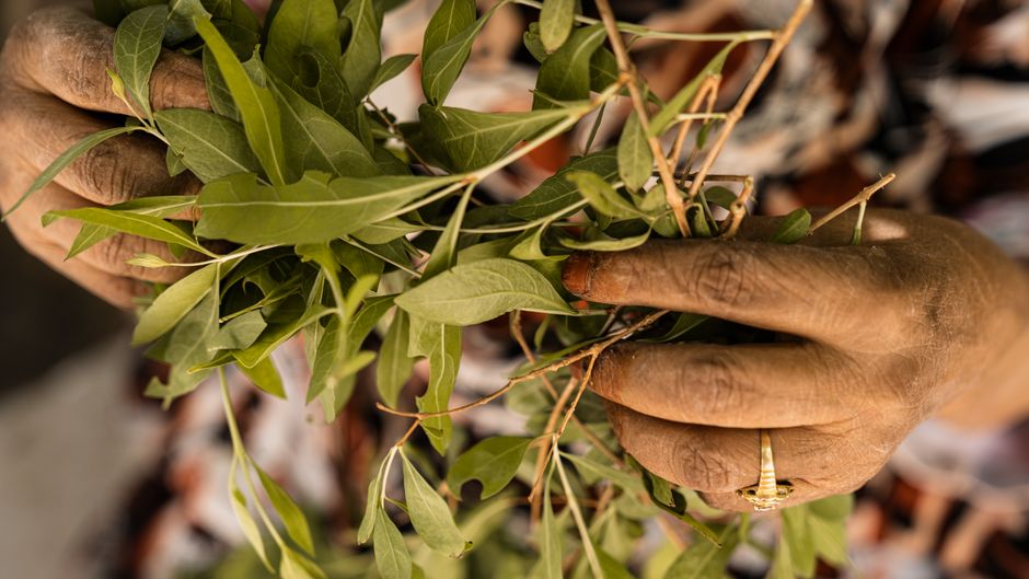 how to grow myrrh and harvest its resin