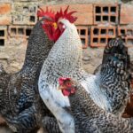 how to hatch hens not roosters methods that work