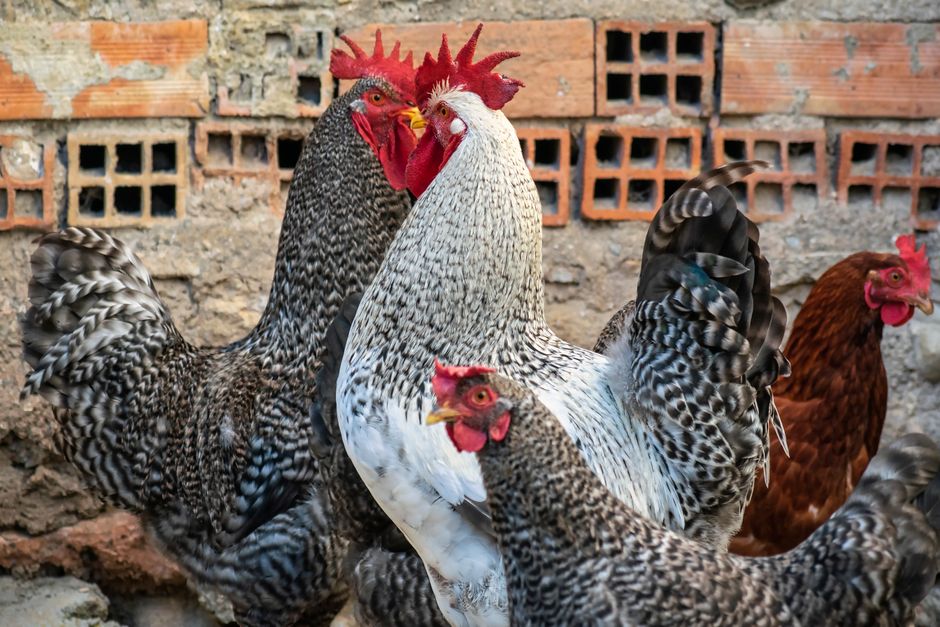 how to hatch hens not roosters methods that work