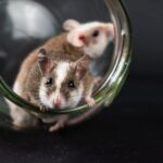 how to introduce mice to each other safely