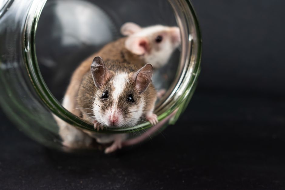 how to introduce mice to each other safely