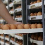 how to jar eggs brine pack and store them right