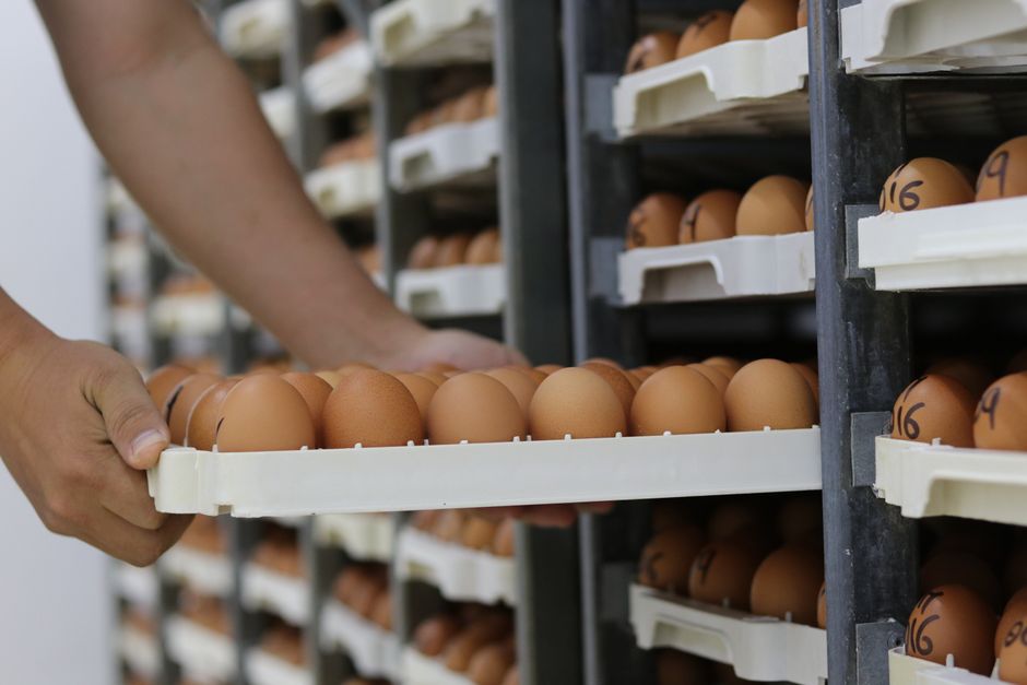 how to jar eggs brine pack and store them right