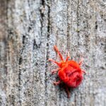 how to keep chiggers away repellents clothes yard