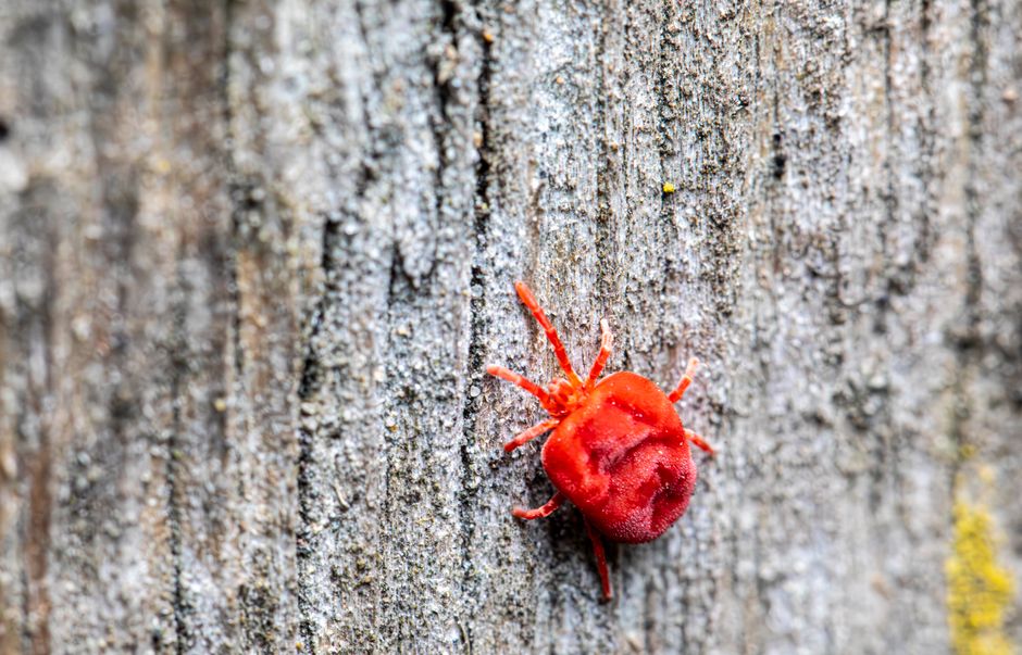 how to keep chiggers away repellents clothes yard