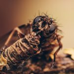 how to keep flies out of your house