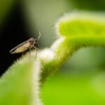 how to keep gnats away from your face