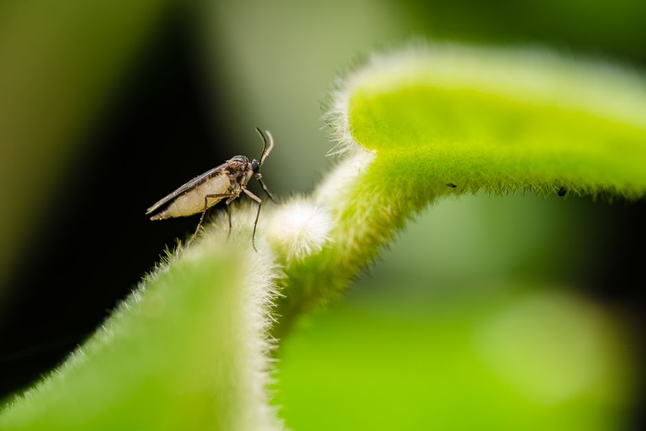how to keep gnats away from your face