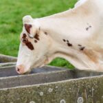 how to keep water troughs from freezing in winter