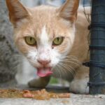 how to know if you have toxoplasmosis