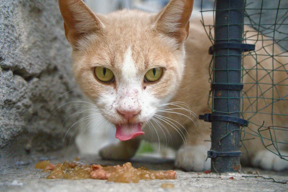 how to know if you have toxoplasmosis