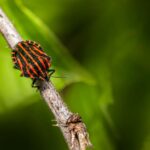 how to look for bed bugs