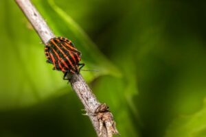 How To Look For Bed Bugs? Guide 4 how to look for bed bugs