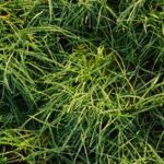 how to lower phosphorus in lawn quickly and naturally