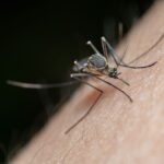 how to make a bug bite stop itching